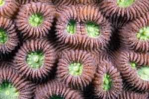 coral pattern by Mathieu Foulquié 